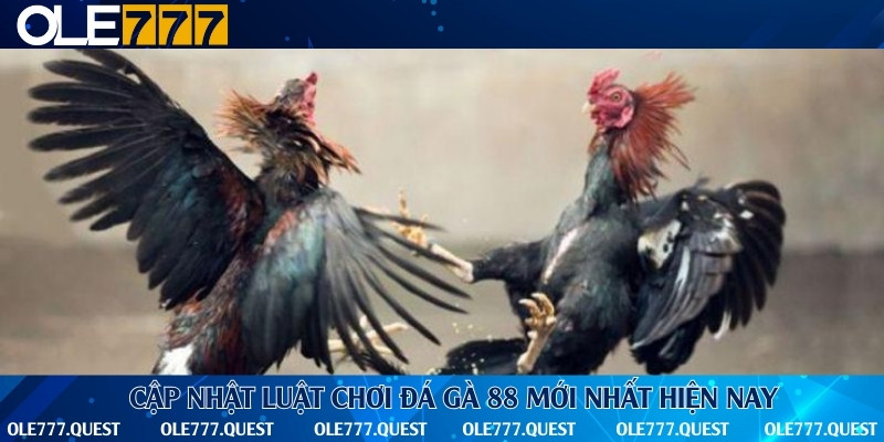 Luật chơi chi tiết từ A-Z cho newbie