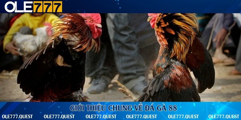 Vài nét về sảnh chơi được yêu thích nhất Ole777