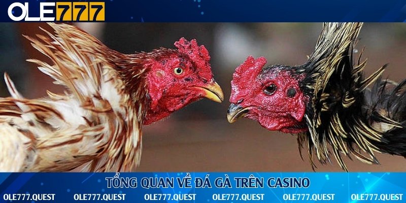 Giới thiệu chung về sảnh chơi đá gà cực chất
