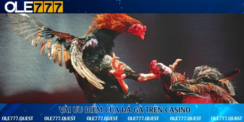 Nhà cái luôn tạo điều kiện thuận lợi nhất cho người chơi yêu thích đá gà
